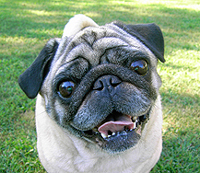 PugSpeak's C.K. Dexter Haven. PugSpeak is dedicated to great customer service.