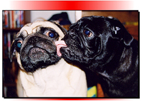 Pug Card 001 feates PugSpeak's own Dexter and Trevor and is a Love or Happy To See You theme.