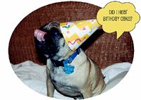 Pug Card 005 is a Happy Birthday theme and says Did I hear birthday cake? Features PugSpeak's own Ian.