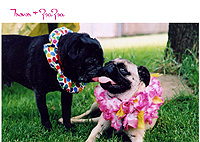 Pug Card 012 is a Love theme and features Trevor and Zsa Zsa.