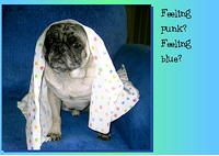 Pug Card 013 is a Feel Better theme and says Feeling punk? Feeling blue? We hope you get feeling better fast! This pug card features PugSpeak's own Mackie.