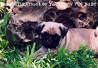 Pug Card 020 is a Congratulations on Your New Pug Baby theme and features PugSpeak's own Ian.