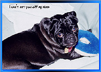 Pug Card 207 is a Miss You theme and says I can't get you off my mind. Features PugSpeak's own Trevor.