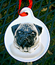 Pug Ornaments - This pug ornament is ceramic with a lovely fawn pug and red ribbon hanger. Measure 3.00" X 3.00" (7.62 X 7.62 cm). A great addition to your Christmas tree or to hang in a window.